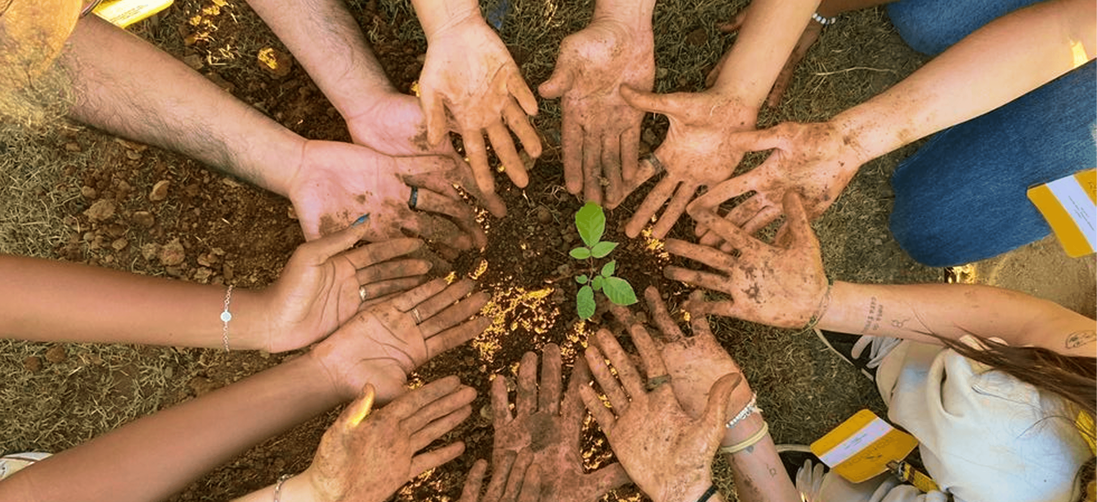 Community hands together around a growing plant